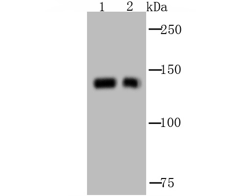 GM130 (cis-Golgi Marker) Antibody