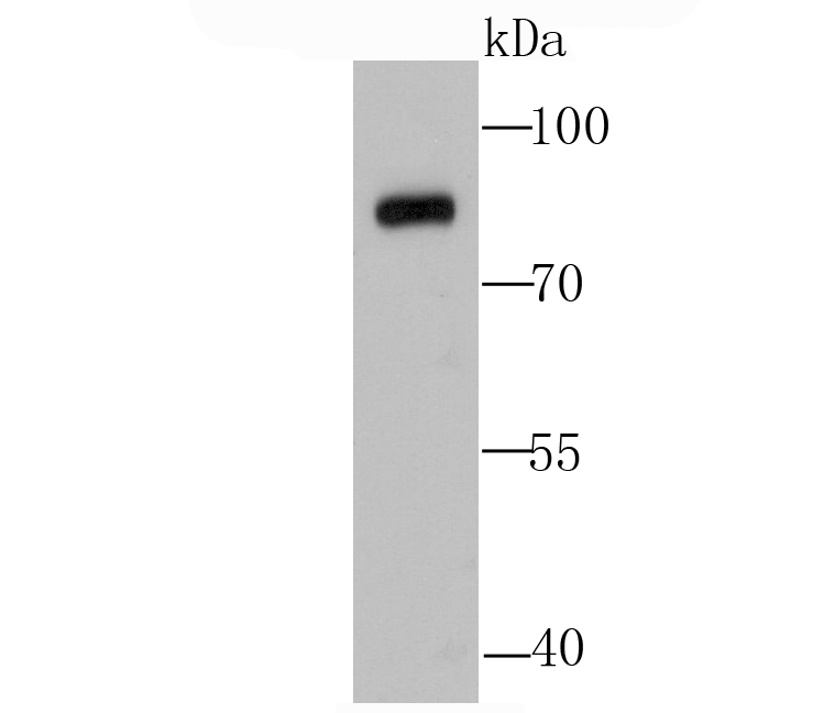 Calpain 1 Antibody