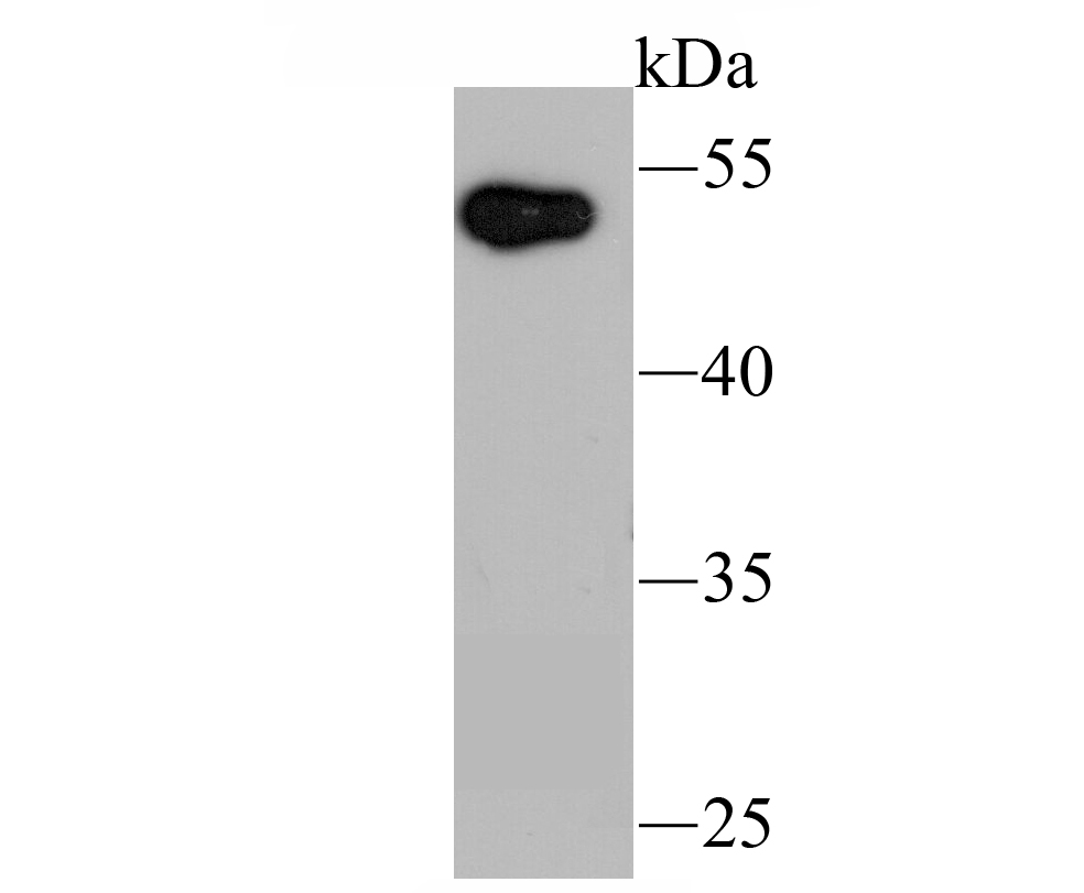 UBE1C Antibody