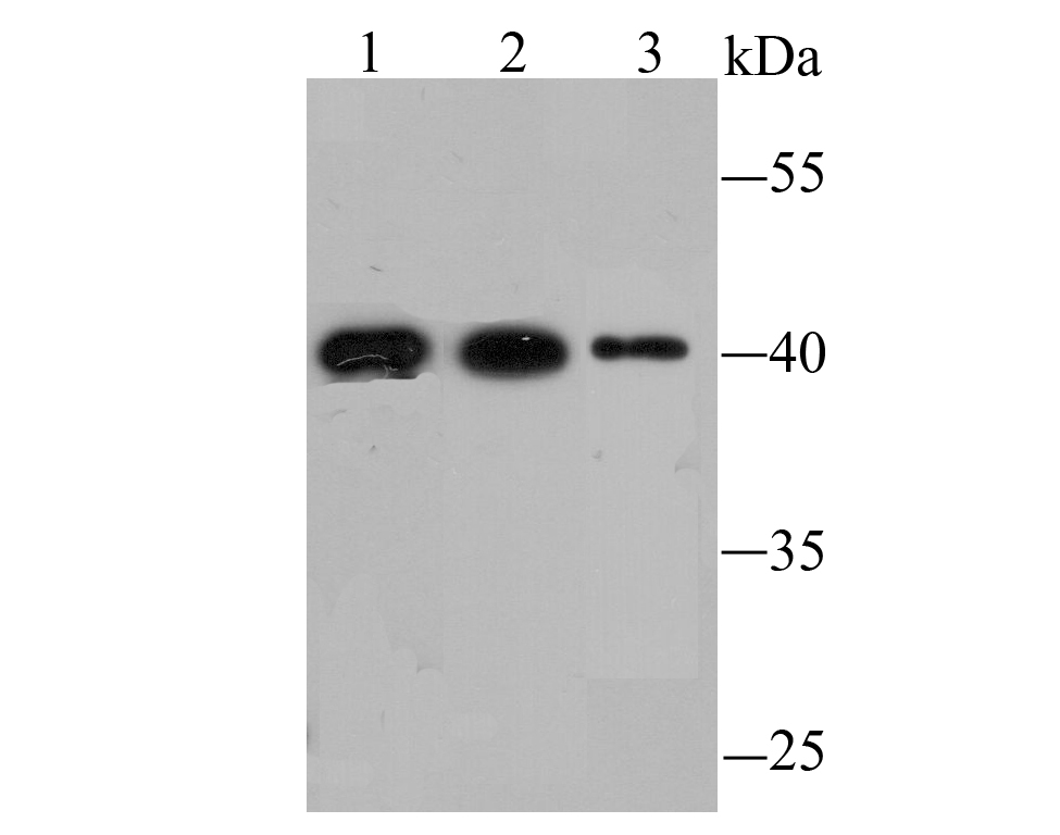 FBXL2 Antibody