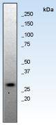 Bcl-x Antibody