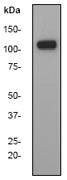 Sir2/SIRT1 Antibody