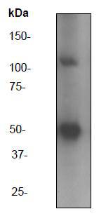 NF-κB p105/p50 Antibody