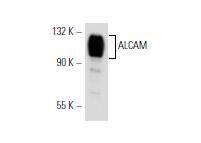 ALCAM/CD166 Antibody