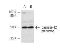 Caspase 12 Antibody