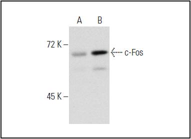 c-Fos Antibody