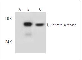 Citrate synthase Antibody