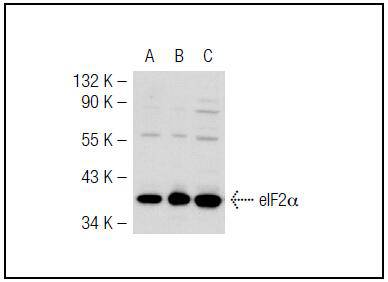 eIF2α Antibody