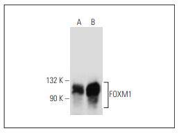 FOXM1 Antibody