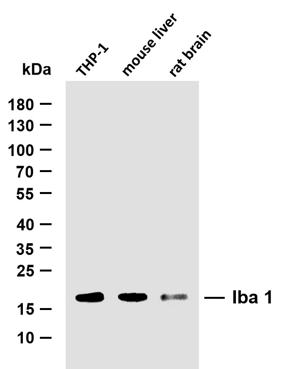 Iba1 Antibody