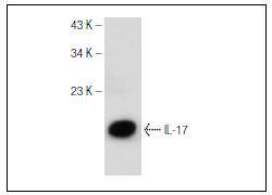 IL17 Antibody