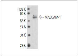 MAdCAM Antibody