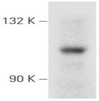 PI3-kinase p110 subunit alpha Antibody