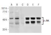 JNK Antibody