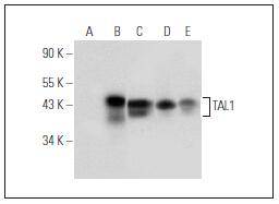 TAL1 / SCL LS-C182473 Antibody