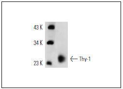 Thy (OX7) Antibody