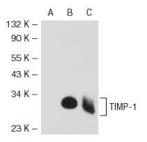 TIMP Antibody