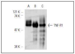 TNFR1 Antibody