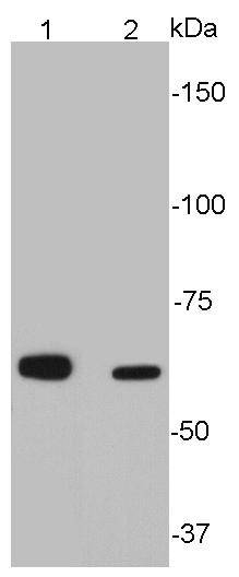 Sequestosome Antibody