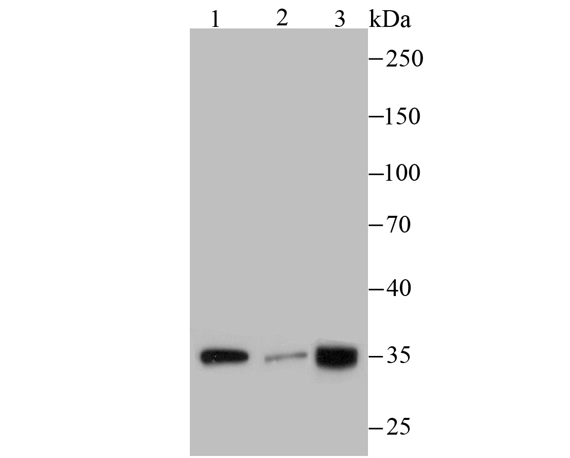 PLEKHH1 Antibody