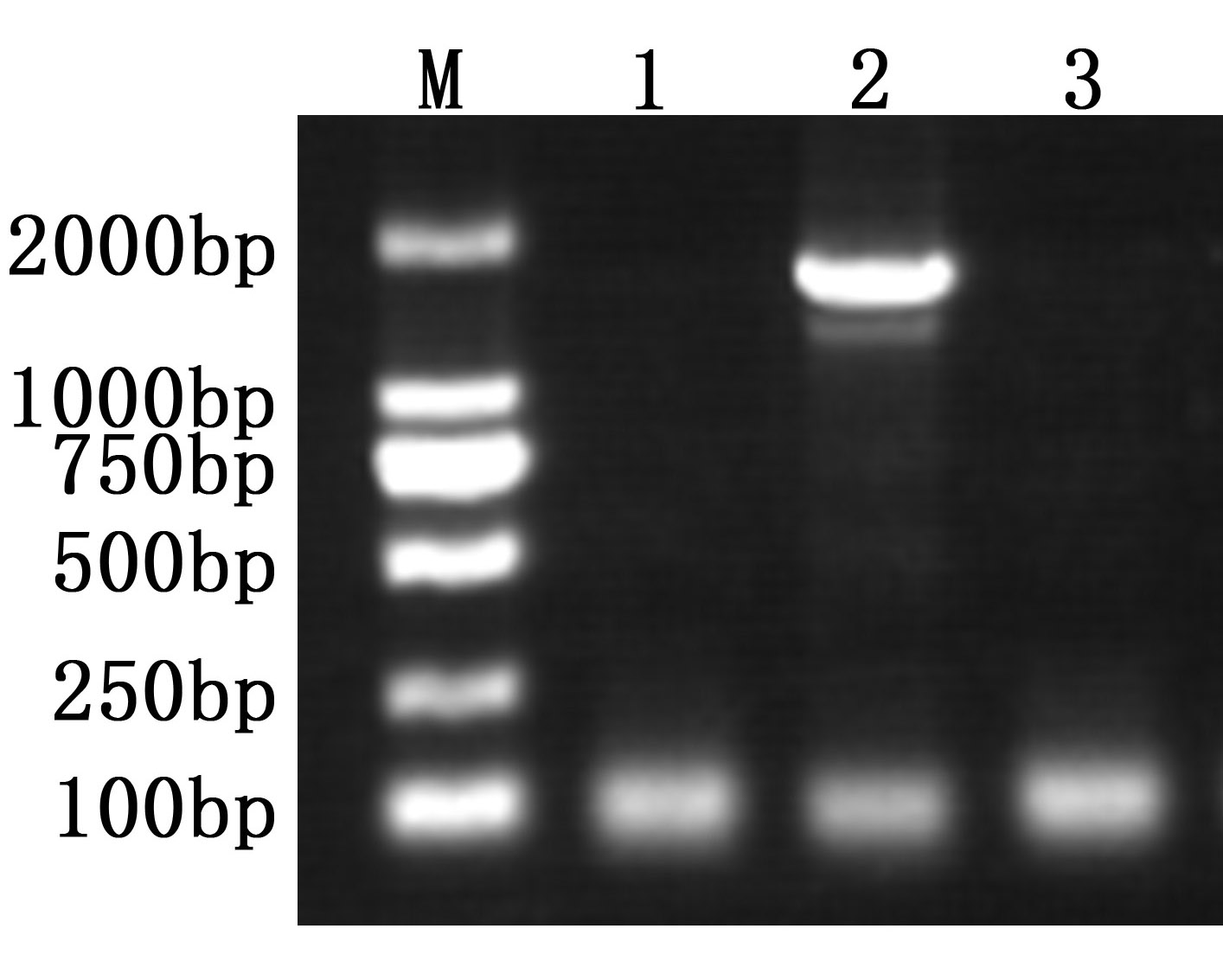 Anti-Taq DNA Polymerase Antibody Antibody