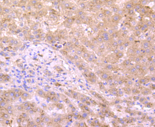 xanthine dehydrogenase Antibody