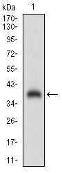 SHC1 Antibody