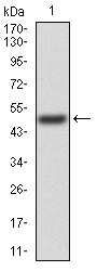 TIP60 Antibody