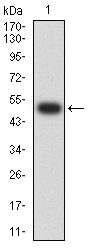 CHRNA7 Antibody