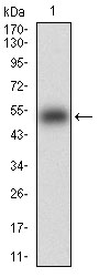 KHDRBS2 Antibody
