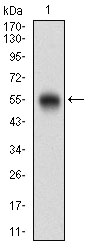 CD200 Antibody