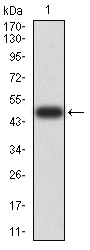 DHX58 Antibody
