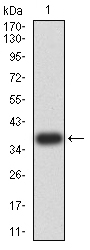 PRDM4 Antibody