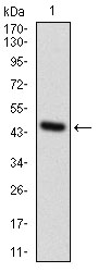 GPNMB Antibody
