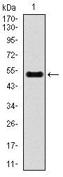 INCENP Antibody