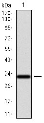GCNF Antibody