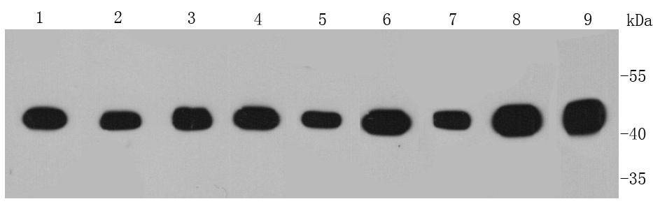 Isocitrate dehydrogenase/IDH1 Antibody