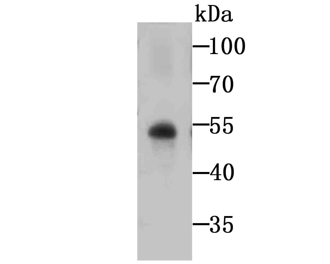 Glut Antibody