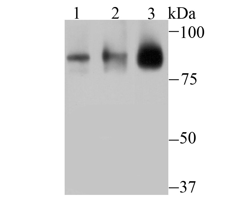 Cullin-3 Antibody