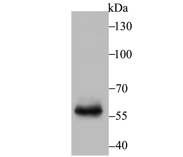 T-bet Antibody