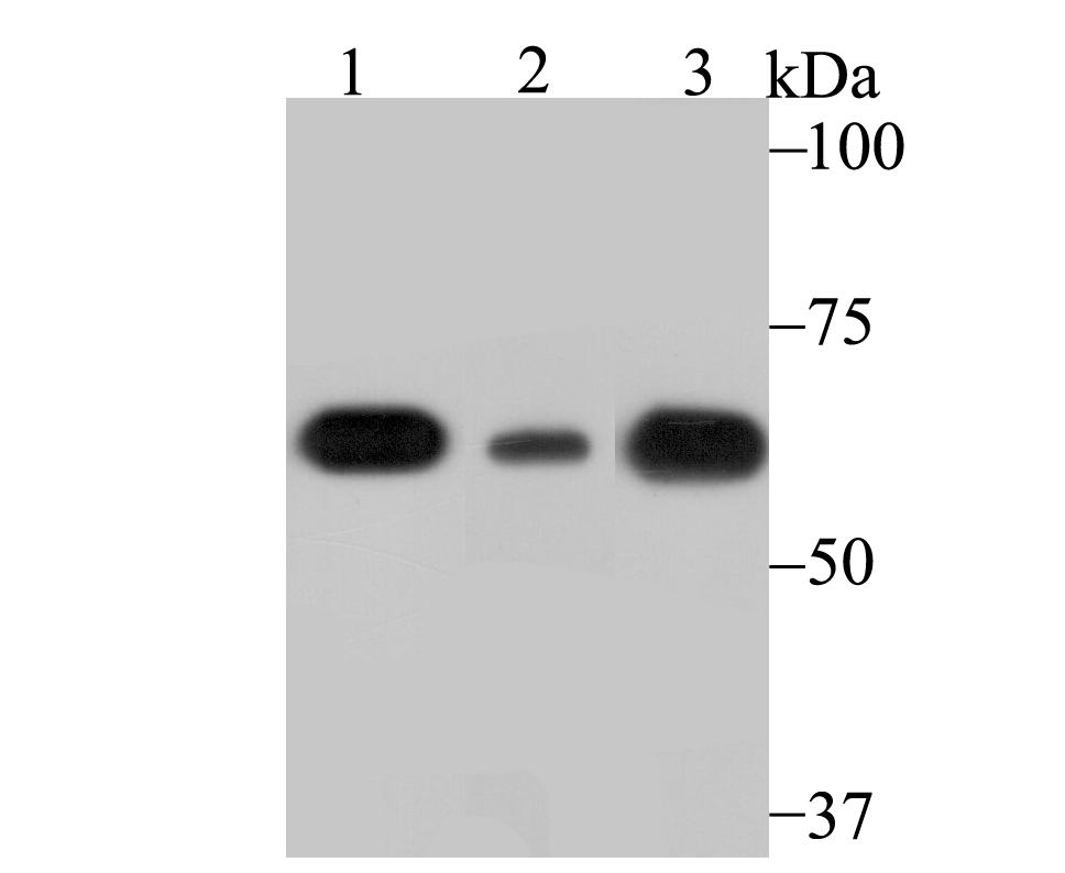 SHP Antibody