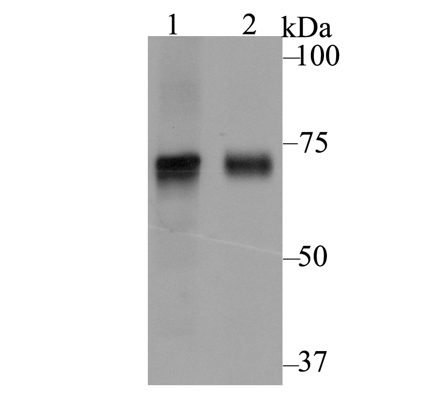 KV4.3 Antibody