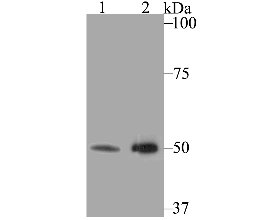 K2P4.1 Antibody