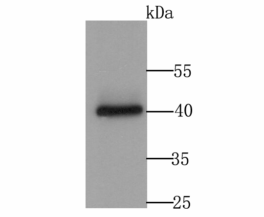 Cacng4 Antibody