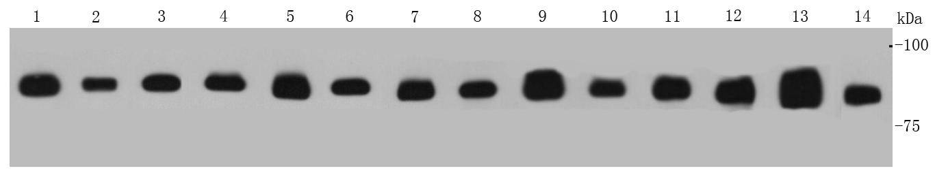VCP Antibody