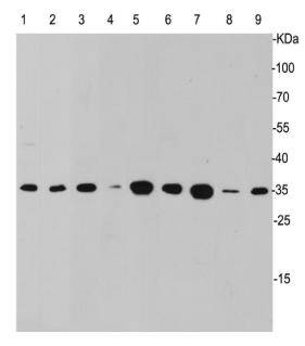 Caspase-3 Antibody