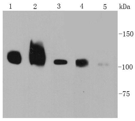 Integrin beta/CD29 Antibody