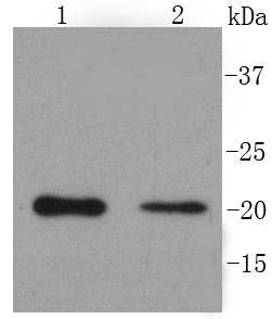 PUMA Antibody
