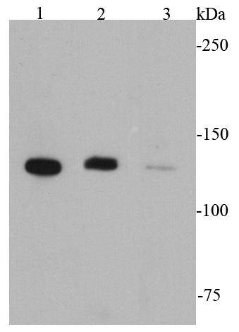 CD31 Antibody