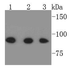 Stat alpha/beta Antibody